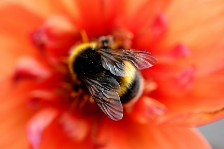 3 Tips to Make Your Garden Bee-Friendly