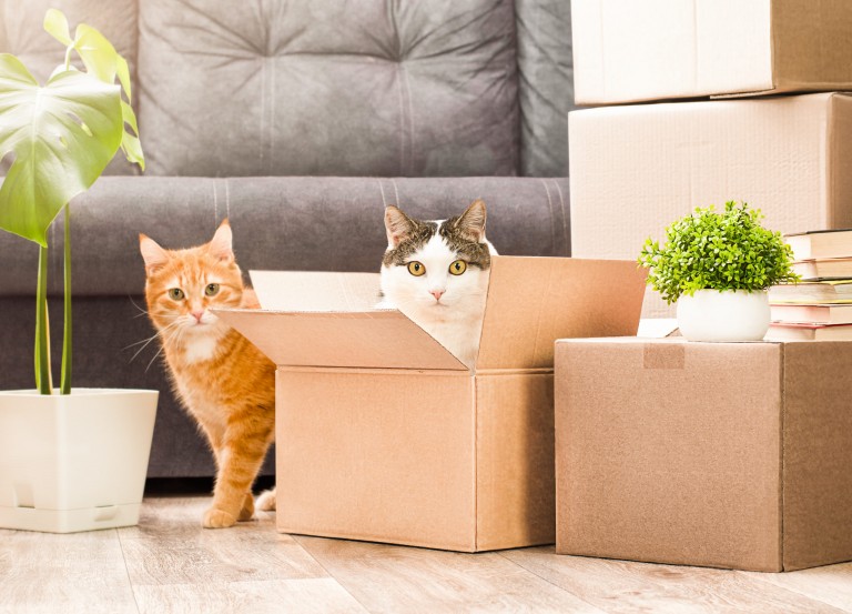 7 Tips for a Smooth and Stress-Free Move in Berkhamsted With Your Pet